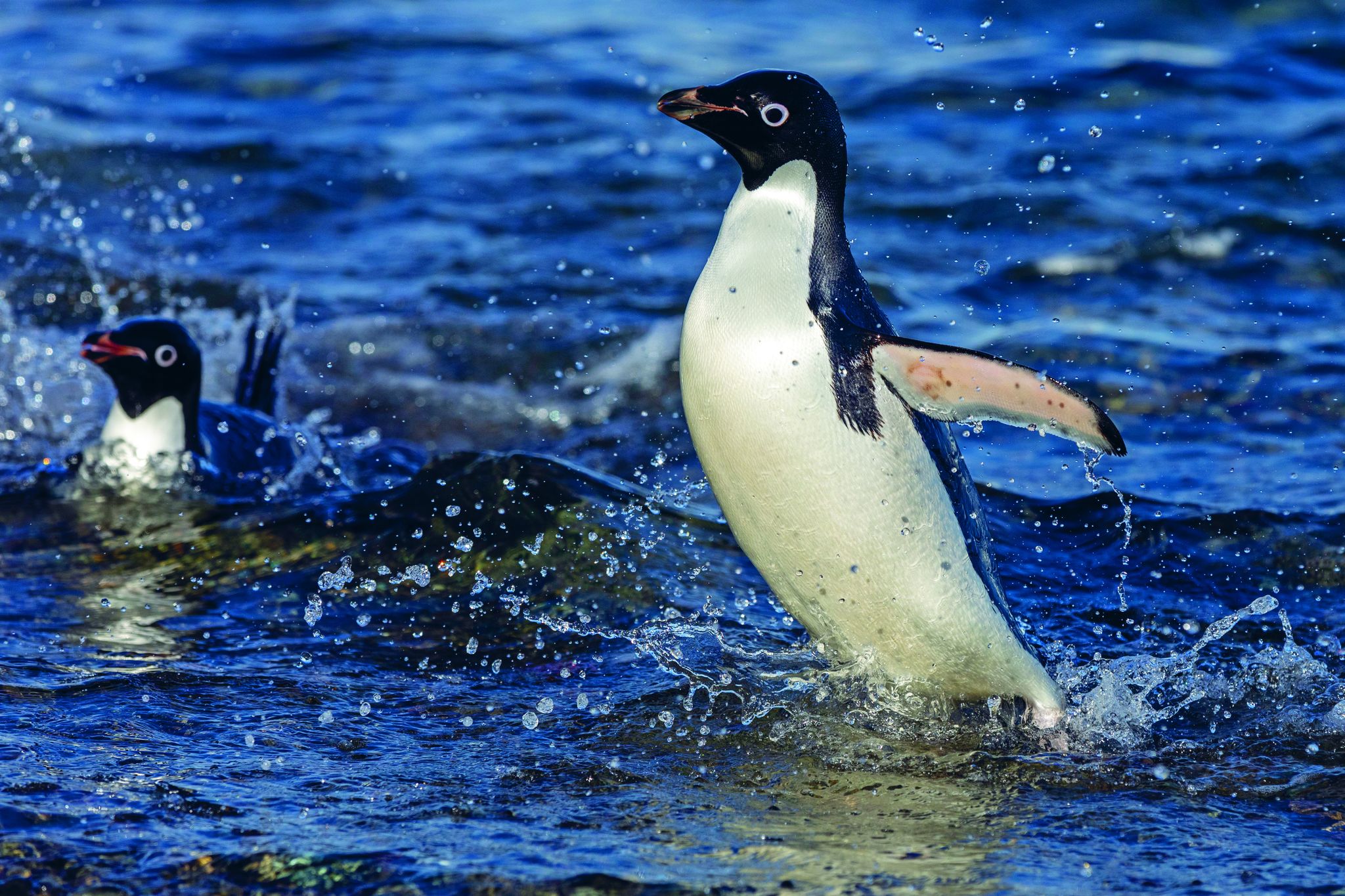 Scenic Eclipse Discovery Team Penguin 1.jpeg